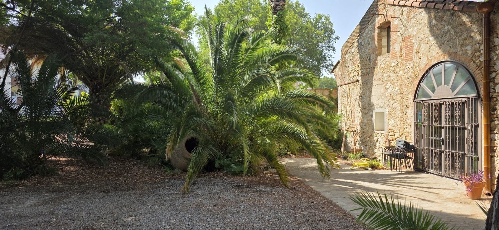 Massif de palmier